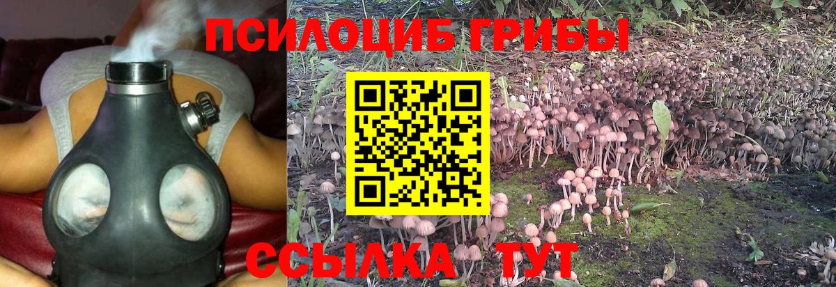 Псилоцибиновые грибы мицелий Тамбов
